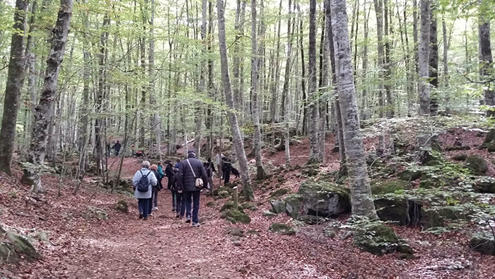 Прогулка по Ла Фагеда ден Жорда, Самый известный буковый лес 